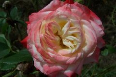 Rosier, Rose