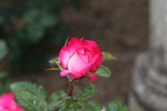 Rosier, Rose 'pascal sevran', Rose