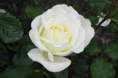 Rose 'irina bondarenko', Rosier 'irina bondarenko'