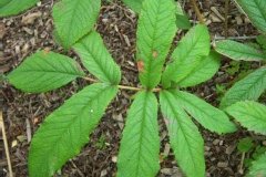 Rodgersia à feuilles de sureau