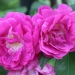 Rosa 'Amadis'.Rose ancienne Boursault