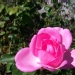 Rosa 'Centenaire de Lourdes' ®