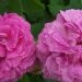 Rosier 'agathe fatime', Rosier, Rose, Rose 'agathe fatime'