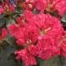 Rhododendron 'markeeta's prize', Rhododendron