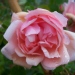 Rosier, Rose 'albertine', Rose