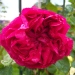 Rosa 'Eric Tabarly' ®