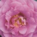 Rosa 'Violette Parfumée'