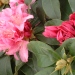 Rhododendron 'cheer', Rhododendron