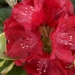 Rhododendron 'tarantella', Rhododendron