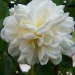 Rosier 'alberic barbier', Rosier, Rose 'alberic barbier', Rose