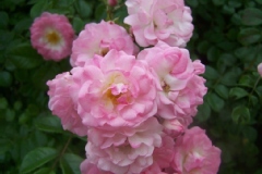 Rose 'blushing lucy', Rosier, Rose, Rosier 'blushing lucy'