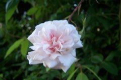 Rosier 'climbing cécile brunner', Rose 'climbing cécile brunner', Rosier, Rose