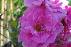 Rosa 'Gites de France'®