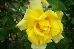 Rosa 'Golden Showers'