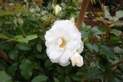 Rosa 'Iceberg'.Floribunda