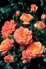 Rosier 'surf', Rosier, Rose, Rose 'surf'