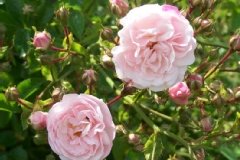 Rose 'emerick rose', Rosier, Rosier 'emerick rose', Rose