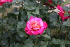 Rose 'sourire de deauville'