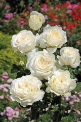 Rose 'irina bondarenko', Rosier 'irina bondarenko'