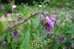 Consoude officinale, Grande consoude