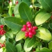 Skimmia japonica