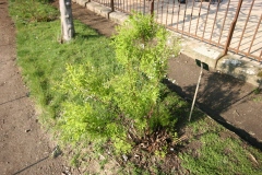 Spiraea thunbergii