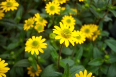 Sanvitalia procumbens