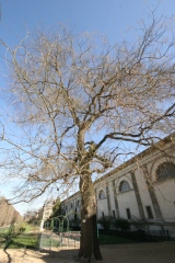 Photo de Sophora japonica