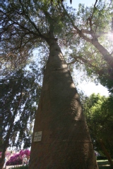 Arbre bouteille d'autralie