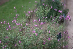 Salvia microphylla