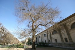 Photo de Sophora japonica