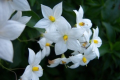 Solanum, Morelle faux jasmin blanche, Solanum jasminoïdes 'blanc'