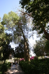 Arbre bouteille d'autralie