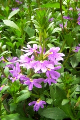 Scaevola aemula