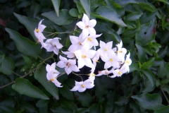 Solanum, Morelle faux jasmin blanche, Solanum jasminoïdes 'blanc'