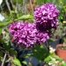 Lilas, Lilas commun, Lilas 'charles joly'