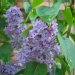 Lilas, Lilas 'congo', Lilas commun