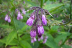 Consoude officinale, Grande consoude