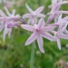 Tulbaghia violette, Tulbaghia