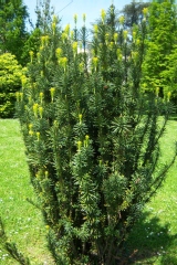 Taxus baccata