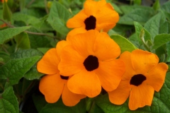 Thunbergia alata