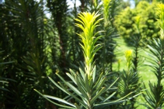 Taxus baccata