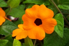 Thunbergia alata