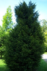 Taxus baccata 'Lutea'