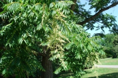 Toona sinensis