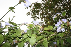 Thunbergia grandiflora