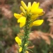 Ulex minor