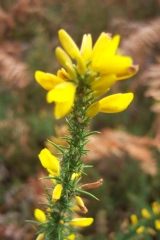 Ulex minor