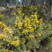 Ulex europaeus