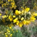 Ulex europaeus